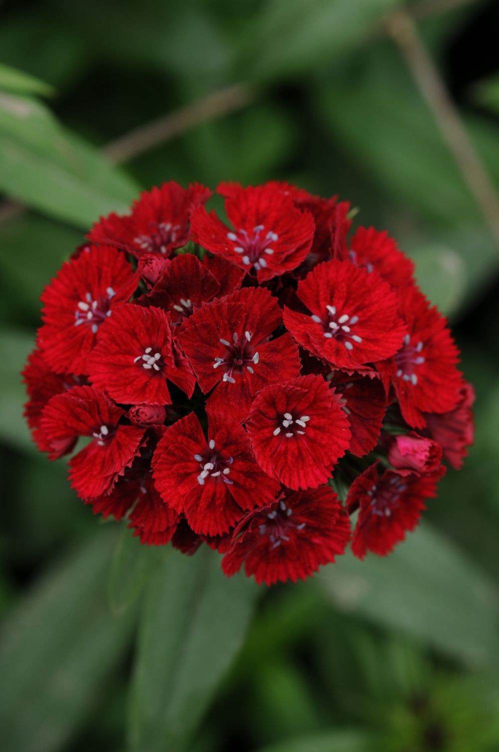Dianthus barbatus Red 2lt